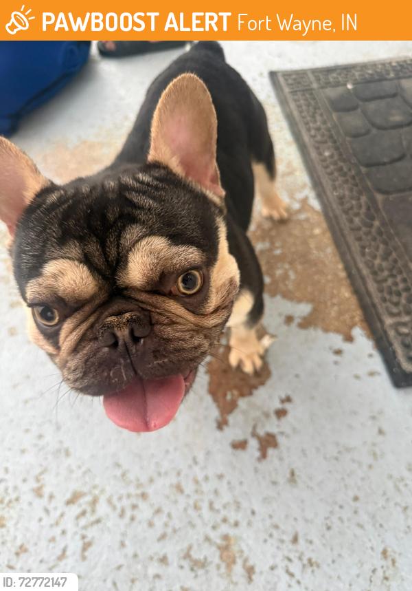 Found/Stray Male Dog last seen Fort Wayne , Fort Wayne, IN 46802