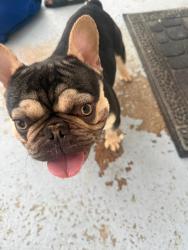 Found/Stray Male Dog last seen Fort Wayne , Fort Wayne, IN 46802