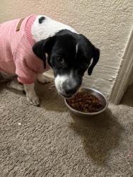 Lost Female Dog last seen Jimmy Durante , Stephanie , Las Vegas, NV 89122