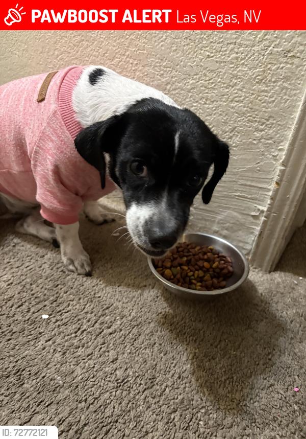 Lost Female Dog last seen Jimmy Durante , Stephanie , Las Vegas, NV 89122