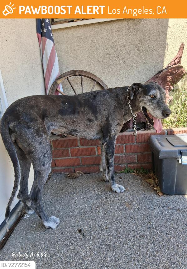 Found/Stray Female Dog last seen Near De Garmo Ave Sun Valley CA 91352, Los Angeles, CA 91352