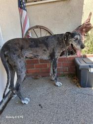 Found/Stray Female Dog last seen Near De Garmo Ave Sun Valley CA 91352, Los Angeles, CA 91352