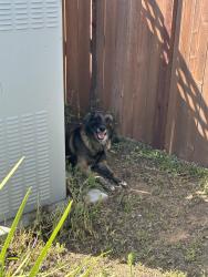 Found/Stray Unknown Dog last seen Sassafras way and ocean park dr, Antelope, CA 95843