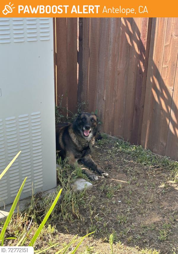 Found/Stray Unknown Dog last seen Sassafras way and ocean park dr, Antelope, CA 95843