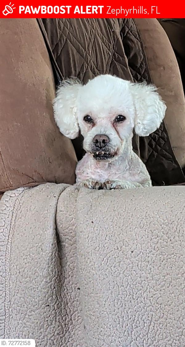 Found/Stray Male Dog last seen Morris Bridge Rd and Chancey Rd , Zephyrhills, FL 33541