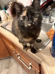 Lost Female Cat last seen Gay rio, Winter Gardens, CA 92020