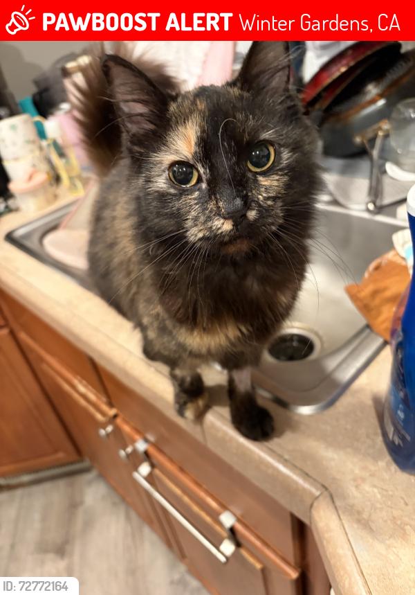 Lost Female Cat last seen Gay rio, Winter Gardens, CA 92020