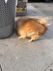 Found/Stray Unknown Dog last seen quincy and thomkins, Brooklyn, NY 11216