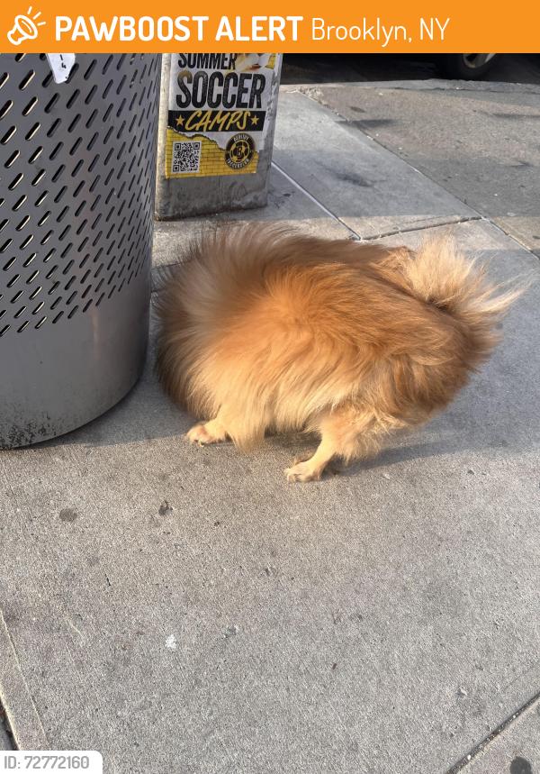 Found/Stray Unknown Dog last seen quincy and thomkins, Brooklyn, NY 11216