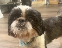Reunited Male Dog last seen N Reilly Rd near Village Baptist Church , Fayetteville, NC 28303