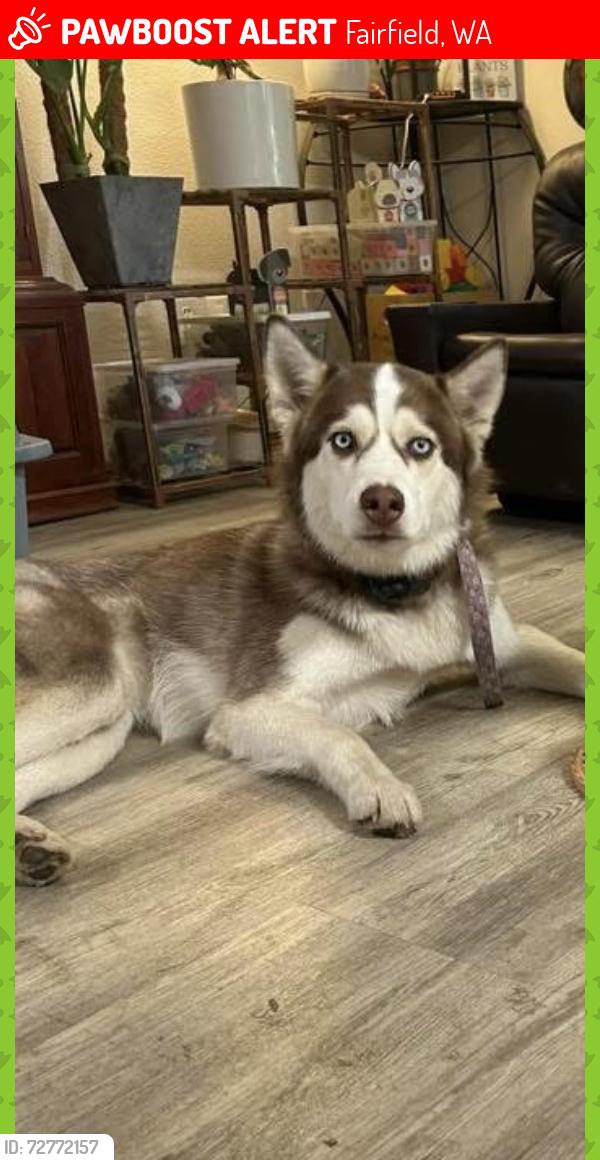 Lost Female Dog last seen Hyw 27 and Bradshaw, Fairfield, WA 99012