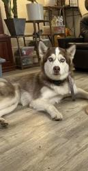 Lost Female Dog last seen Hyw 27 and Bradshaw , Fairfield, WA 99012