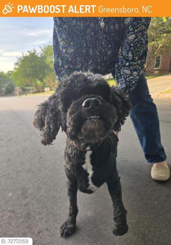Found/Stray Male Dog last seen Muirfield Drive and Turnberry Lane, Greensboro, NC 27410
