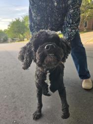 Found/Stray Male Dog last seen Muirfield Drive and Turnberry Lane, Greensboro, NC 27410