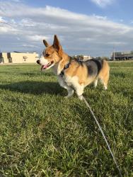 Lost Male Dog last seen Near th and ridge , Wichita, KS 67205