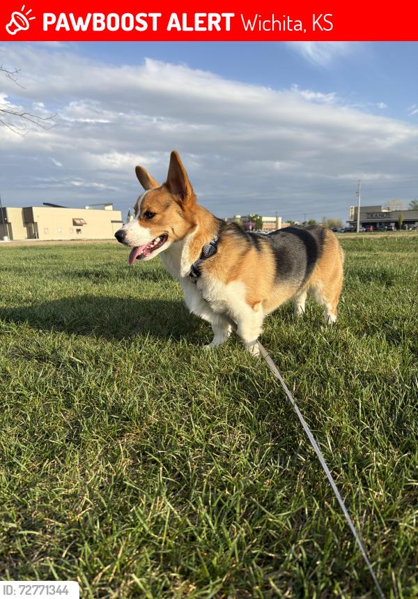 Lost Male Dog last seen Near th and ridge , Wichita, KS 67205