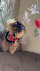 Lost Female Dog last seen Near Corona dr Northglenn co 80233, Northglenn, CO 80233