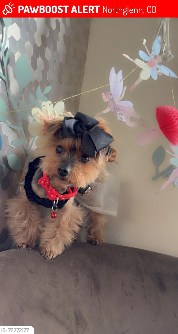 Lost Female Dog last seen Near Corona dr Northglenn co 80233, Northglenn, CO 80233