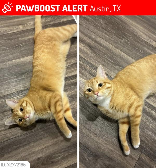 Lost Male Cat last seen Bull Creek District Park 6887–7131 Lakewood Dr Austin, TX  78731 United States ACROSS THE STREET FROM THE BUDDHIST TEMPLE, Austin, TX 78731