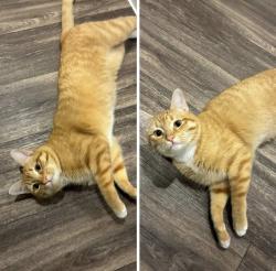 Lost Male Cat last seen Bull Creek District Park 6887–7131 Lakewood Dr Austin, TX  78731 United States ACROSS THE STREET FROM THE BUDDHIST TEMPLE, Austin, TX 78731