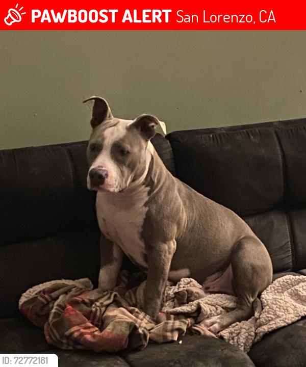 Lost Male Dog last seen Bayfair mall san leandro, San Lorenzo, CA 94580