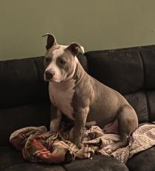 Lost Male Dog last seen Bayfair mall san leandro, San Lorenzo, CA 94580