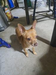 Found/Stray Unknown Dog last seen Miranda drive, Hope Mills, NC 28348