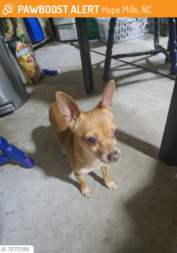 Found/Stray Unknown Dog last seen Miranda drive, Hope Mills, NC 28348