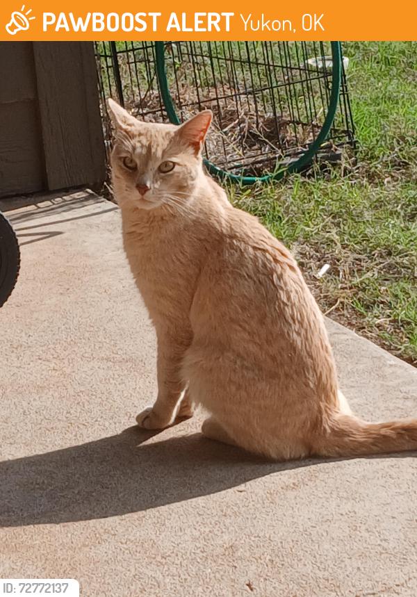 Found/Stray Male Cat last seen 29th between Sara rd and mustang rd Brookstone lake neighborhood , Yukon, OK 73099