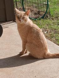 Found/Stray Male Cat last seen 29th between Sara rd and mustang rd Brookstone lake neighborhood , Yukon, OK 73099