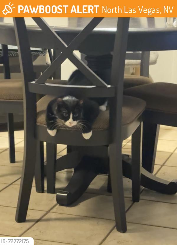 Found/Stray Unknown Cat last seen Azure st, near Montessa Ave , North Las Vegas, NV 89031