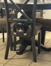 Found/Stray Unknown Cat last seen Azure st, near Montessa Ave , North Las Vegas, NV 89031