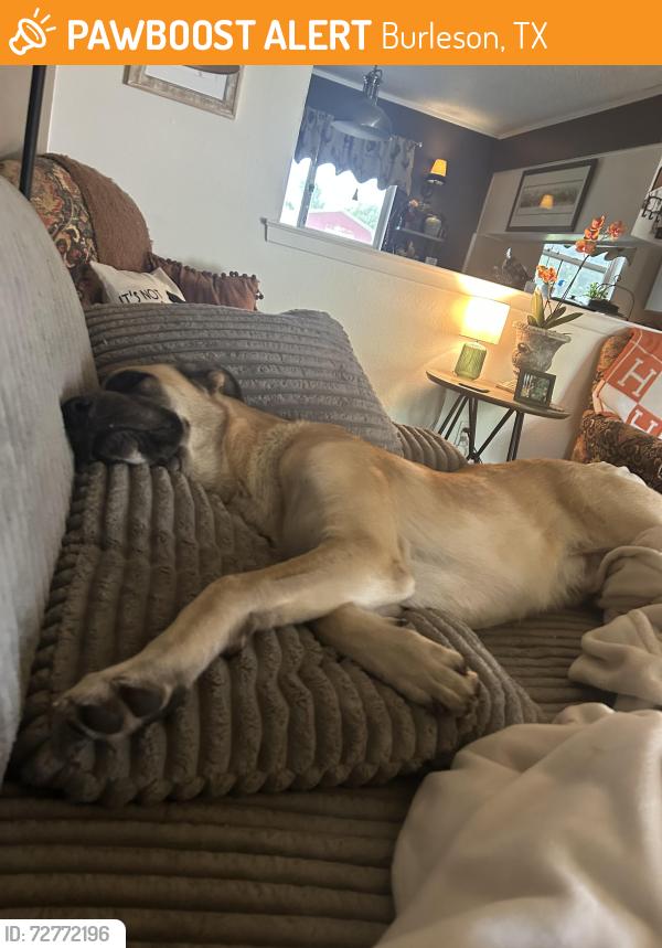 Found/Stray Male Dog last seen Near SW HIllside Dr, Burleson, TX 76028