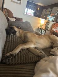 Found/Stray Male Dog last seen Near SW HIllside Dr, Burleson, TX 76028