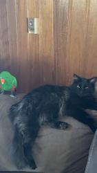 Lost Male Cat last seen Comanche, San Pedro, Albuquerque, NM 87110