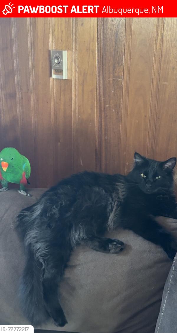 Lost Male Cat last seen Comanche, San Pedro, Albuquerque, NM 87110