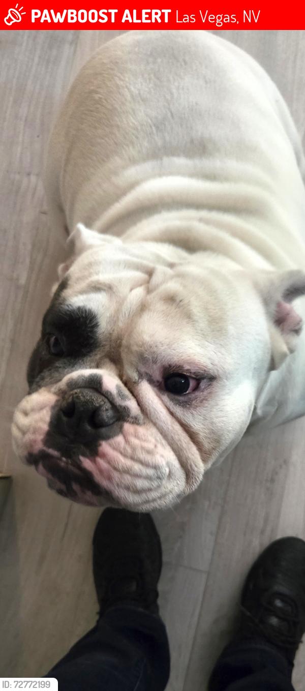 Lost Male Dog last seen J St and Owens, Las Vegas, NV 89106