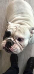 Lost Male Dog last seen J St and Owens, Las Vegas, NV 89106