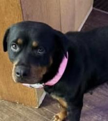 Shelter Stray Female Dog last seen N BAY ST/PARK AVE, EUSTIS, Deer Island, FL 32778