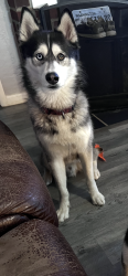 Lost Male Dog last seen Military & Spanaway Loop or Spanaway Loop & 176th, Spanaway, WA 98387