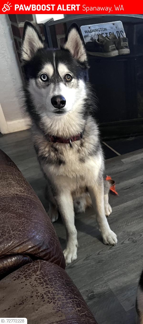 Lost Male Dog last seen Military & Spanaway Loop or Spanaway Loop & 176th, Spanaway, WA 98387