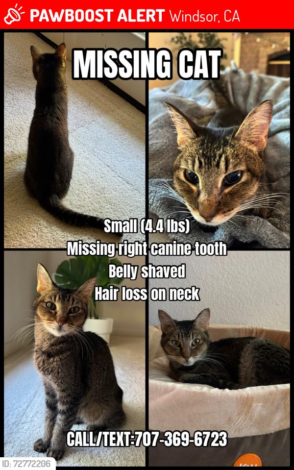 Lost Female Cat last seen Skylark St, Windsor, CA 95492