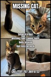 Lost Female Cat last seen Skylark St, Windsor, CA 95492