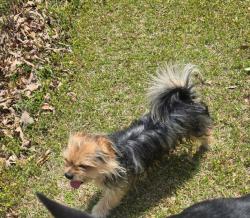 Lost Male Dog last seen North parker church road  close family dollar, Hoke County, NC 28376