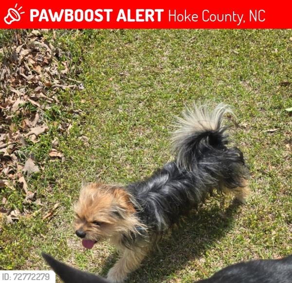Lost Male Dog last seen North parker church road  close family dollar, Hoke County, NC 28376