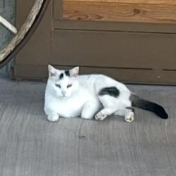Lost Male Cat last seen Santa fe ave/ burr oak, Norman, OK 73072