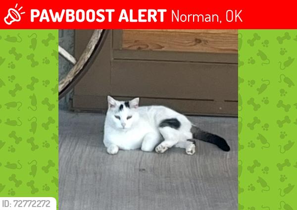 Lost Male Cat last seen Santa fe ave/ burr oak, Norman, OK 73072