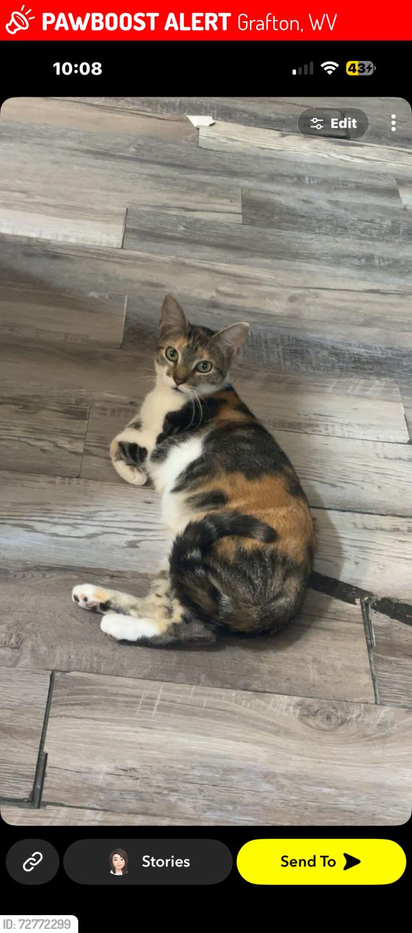 Lost Female Cat last seen Big daddy’s bar and grill , Grafton, WV 26354