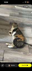 Lost Female Cat last seen Big daddy’s bar and grill , Grafton, WV 26354