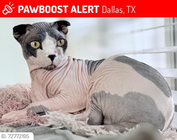 Lost Male Cat last seen Sandhurst Ln. & Amesbury Dr. by The Tuscany cndmniums, Dallas, TX 75206